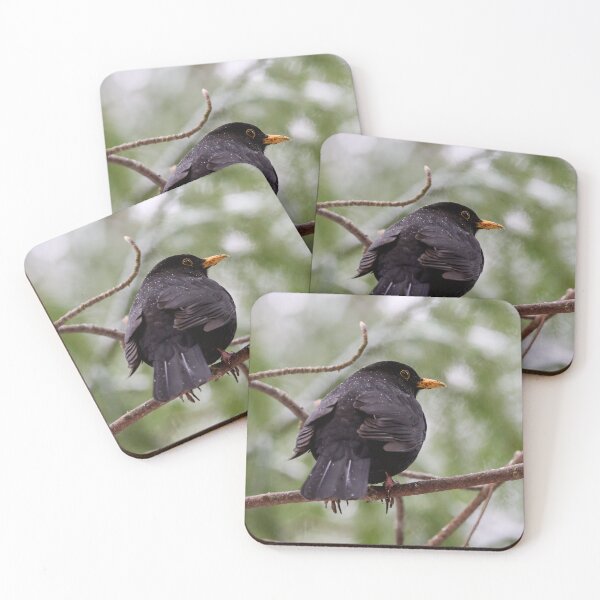 Item preview, Snowdrops on black. Eurasian blackbird designed and sold by Jouko Lehto Photography.