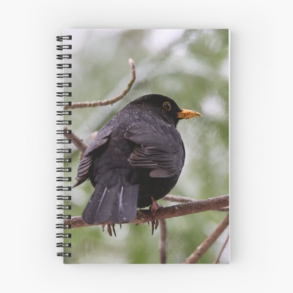 Item preview, Snowdrops on black. Eurasian blackbird designed and sold by Jouko Lehto Photography.