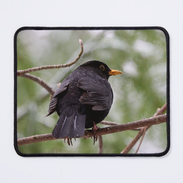 Item preview, Snowdrops on black. Eurasian blackbird designed and sold by Jouko Lehto Photography.