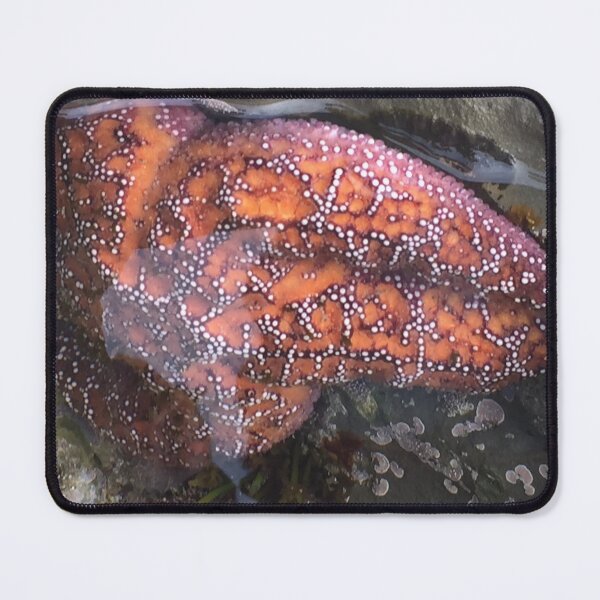 Item preview, Starfish designed and sold by Sweetsights.