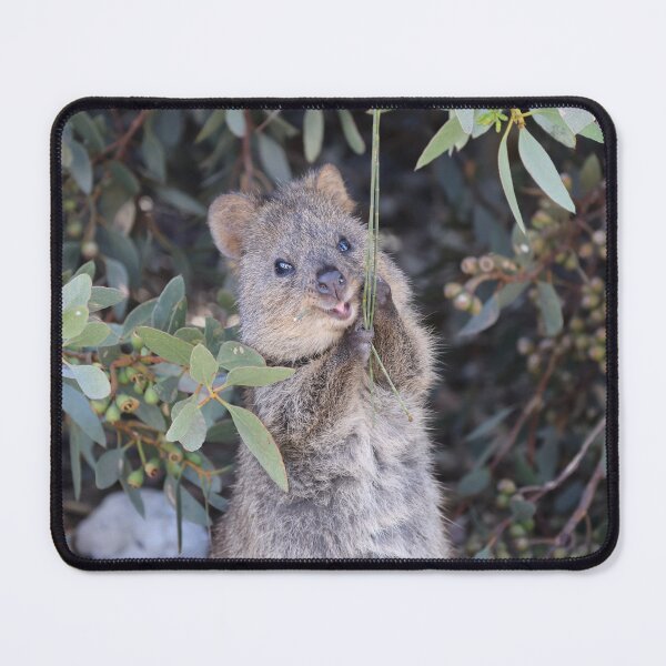 Item preview, Quokka, the smiling kangaroo! designed and sold by joanchu.