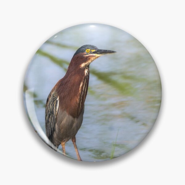 Item preview, Green Heron Standing Tall designed and sold by Debra Martz.