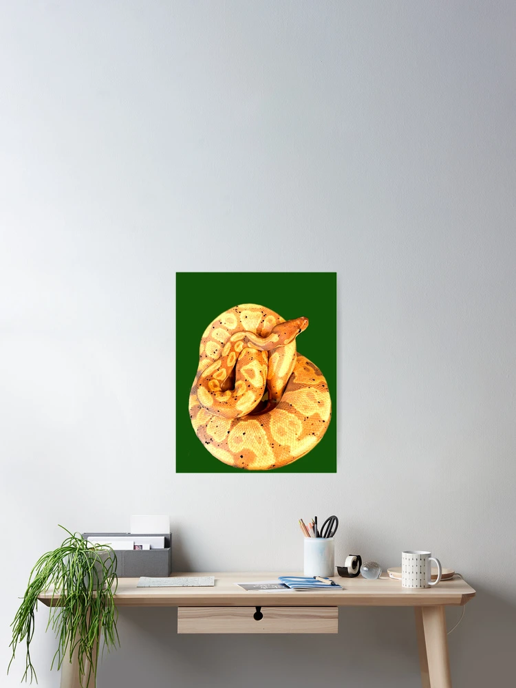 Thumbnail 2 of 3, Poster, Ball Python designed and sold by ontological.