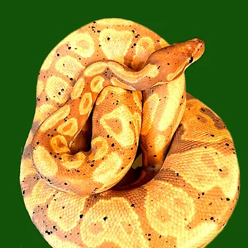 Artwork thumbnail, Ball Python by ontological