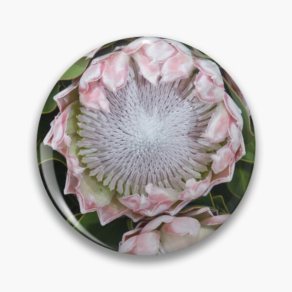 Item preview, Pale Pink King Protea Plants! designed and sold by NancyKHajjar.