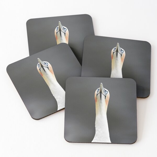 Item preview, Gannet designed and sold by Tom McPherson Photography.