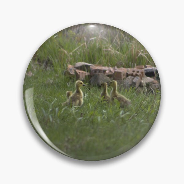 Item preview, Canada goslings  designed and sold by Phoebew03.