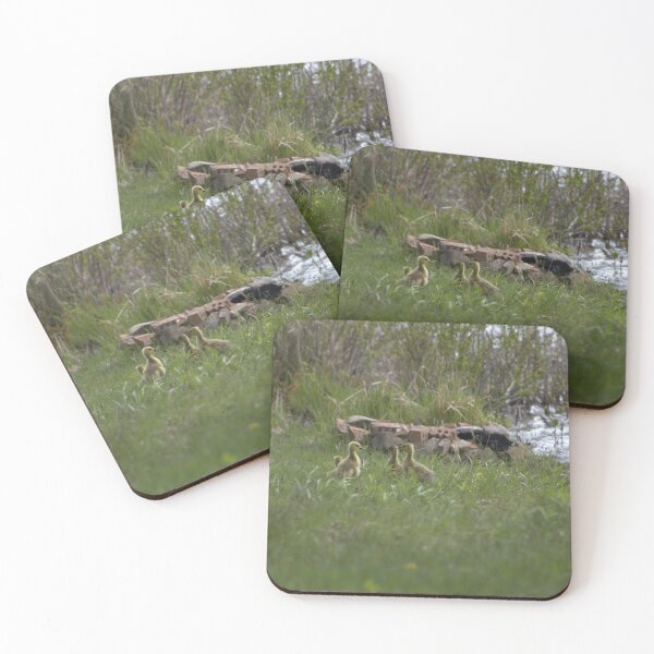 Item preview, Canada goslings  designed and sold by Phoebew03.