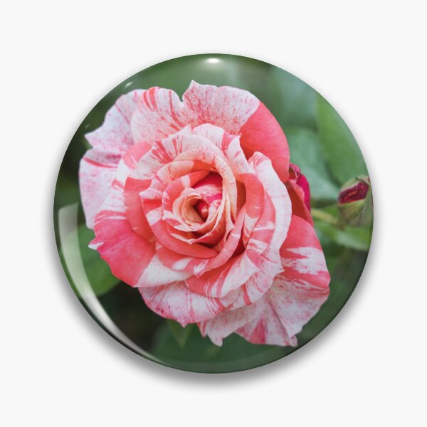 Item preview, Candy Cane Rose - A Splendid Variegated Bloom and Bud to Delight You designed and sold by Georgia Mizuleva.
