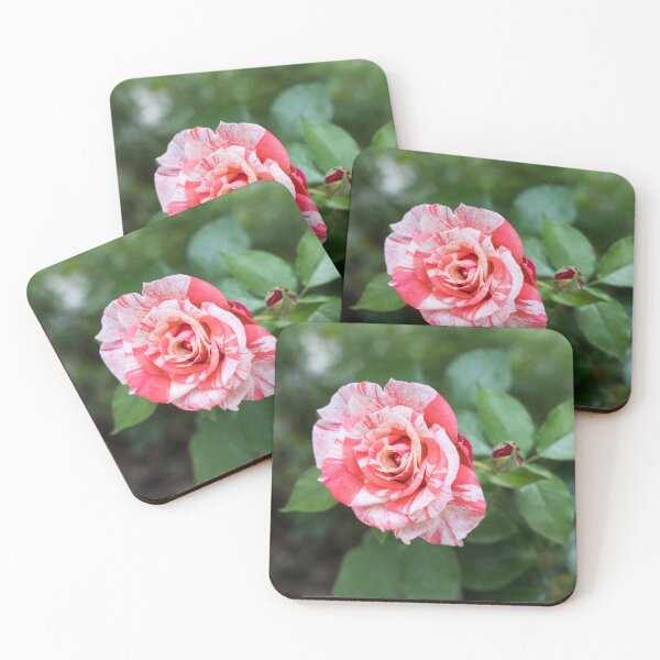 Item preview, Candy Cane Rose - A Splendid Variegated Bloom and Bud to Delight You designed and sold by Georgia Mizuleva.