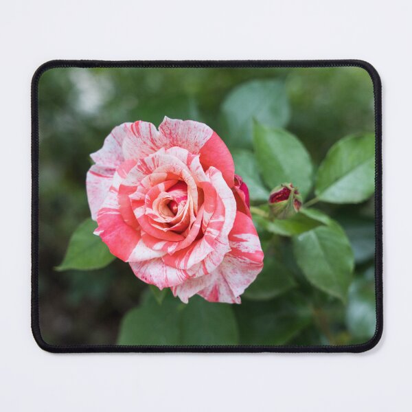 Item preview, Candy Cane Rose - A Splendid Variegated Bloom and Bud to Delight You designed and sold by Georgia Mizuleva.