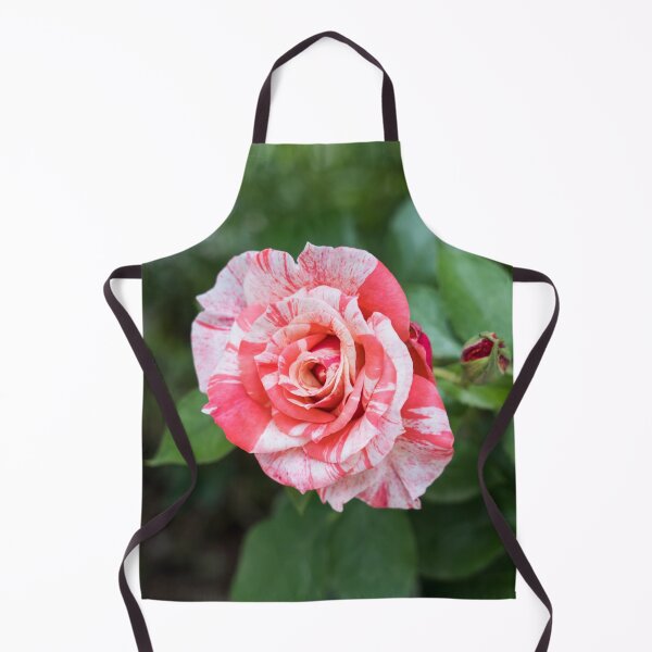 Item preview, Candy Cane Rose - A Splendid Variegated Bloom and Bud to Delight You designed and sold by Georgia Mizuleva.