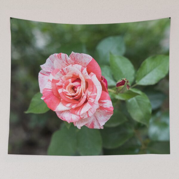 Item preview, Candy Cane Rose - A Splendid Variegated Bloom and Bud to Delight You designed and sold by Georgia Mizuleva.