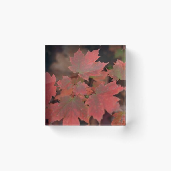 Item preview, Maple Leaves designed and sold by kry.ative.