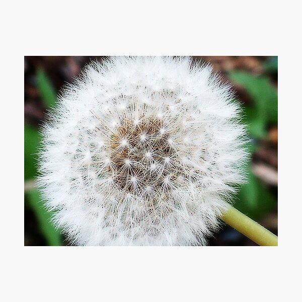 Blown away Photographic Print