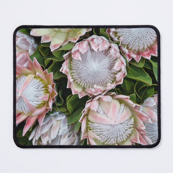 Item preview, Pale Pink King Protea Plants! designed and sold by NancyKHajjar.