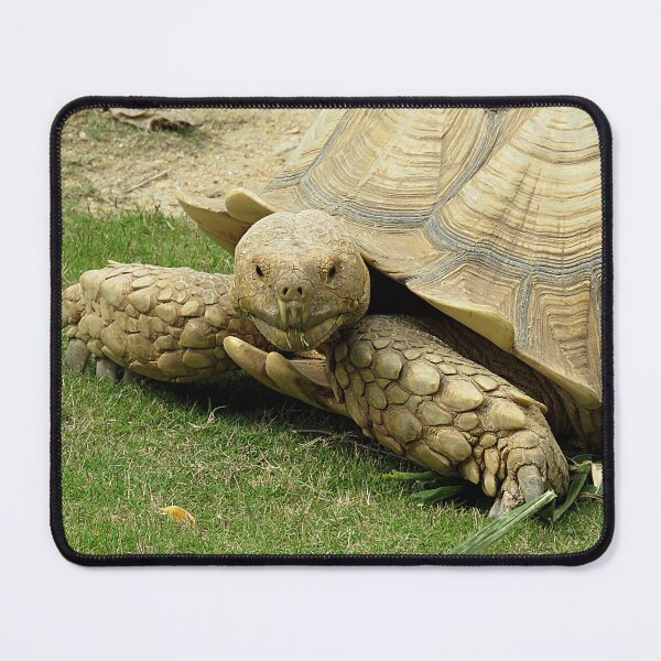 Item preview, African Spurred Tortoise designed and sold by Linda Walsh.