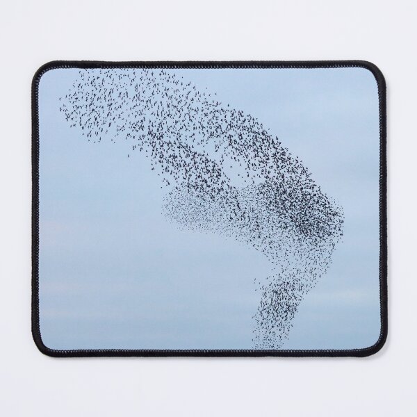 Item preview, Starling airshow designed and sold by GreyFeatherPhot.