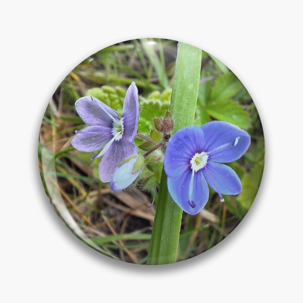Item preview, Birds-eye speedwell designed and sold by marallahfaith.