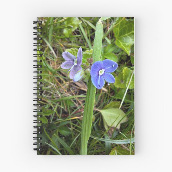 Item preview, Birds-eye speedwell designed and sold by marallahfaith.