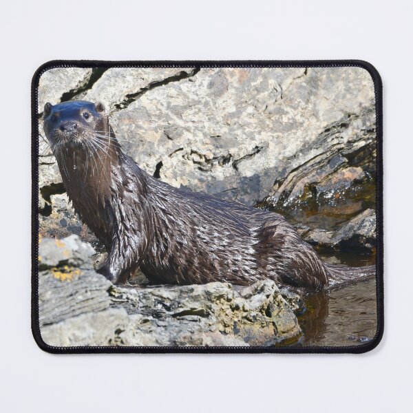 Item preview, Sea Otter,Fraserburgh,NE Scotland designed and sold by Derren Jones.