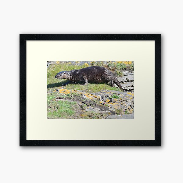 Item preview, Sea Otter ,Fraserburgh ,NE Scotland  designed and sold by Derren Jones.