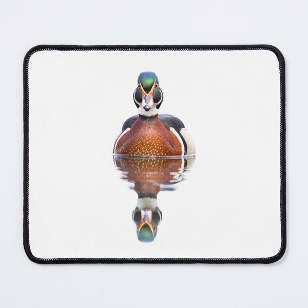 Item preview, Wood duck swimming in Spring designed and sold by James Cumming.