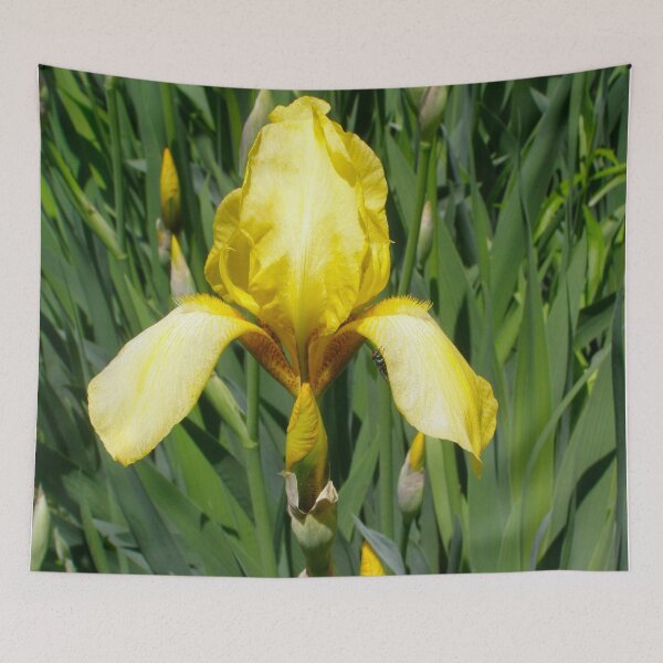 Item preview, Bearded Iris designed and sold by RedLeafPine.