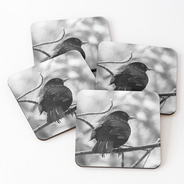 Item preview, Snowdrops on black. Eurasian blackbird bw designed and sold by Jouko Lehto Photography.