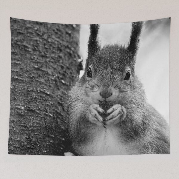 Item preview, Leaning to the spruce. Red squirrel bw designed and sold by Jouko Lehto Photography.