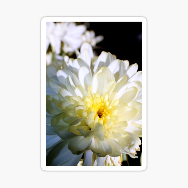 White Flower Pattern Sticker