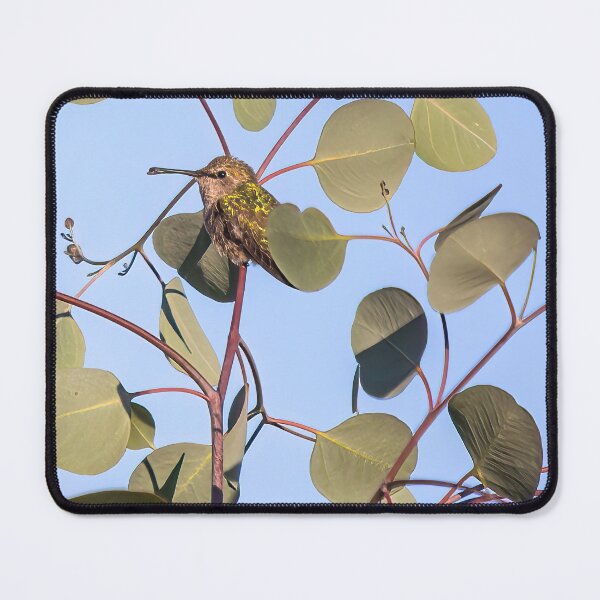 Item preview, Hummingbird Resting in Silver Dollar Eucalyptus Leaves   designed and sold by CarolM.