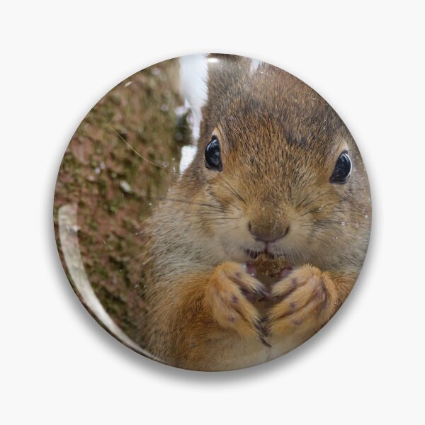 Item preview, Leaning to the spruce. Red squirrel designed and sold by Jouko Lehto Photography.