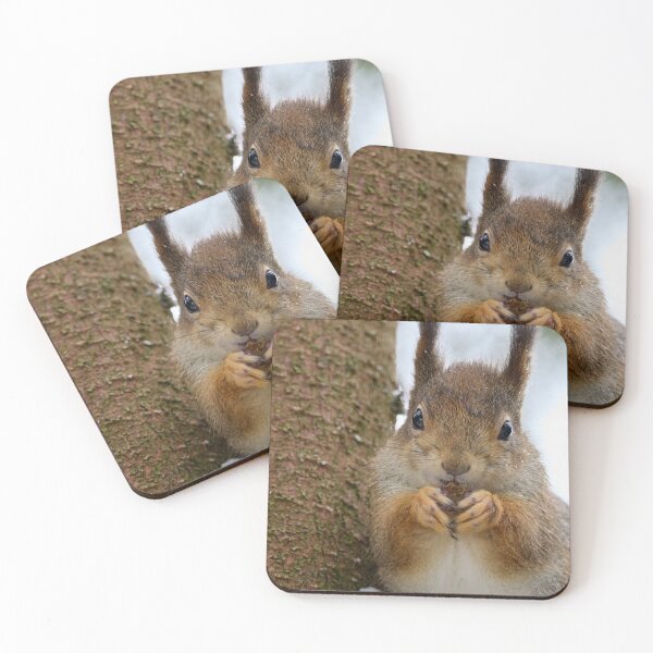 Item preview, Leaning to the spruce. Red squirrel designed and sold by Jouko Lehto Photography.