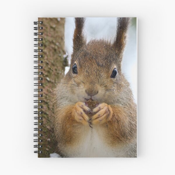 Item preview, Leaning to the spruce. Red squirrel designed and sold by Jouko Lehto Photography.