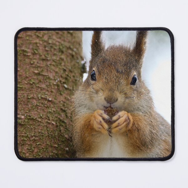 Item preview, Leaning to the spruce. Red squirrel designed and sold by Jouko Lehto Photography.