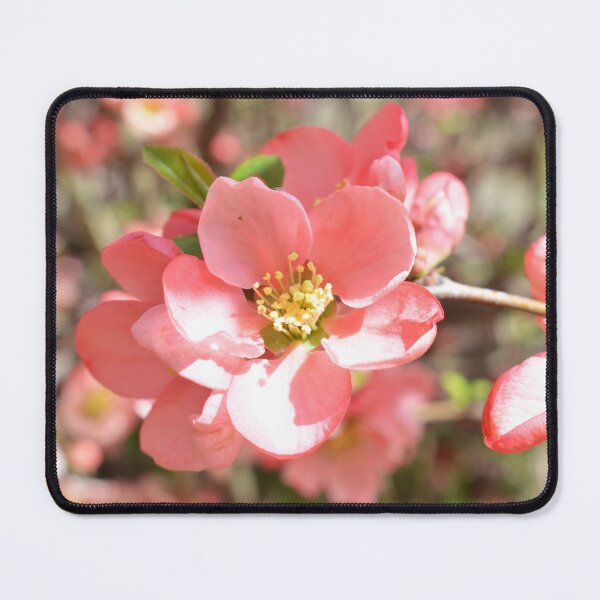 Item preview, Pink Blossoms Photography designed and sold by ThePhotograph03.