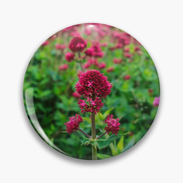 Item preview, Field of Red Valerian Flowers Leaves Photography designed and sold by ThePhotograph03.