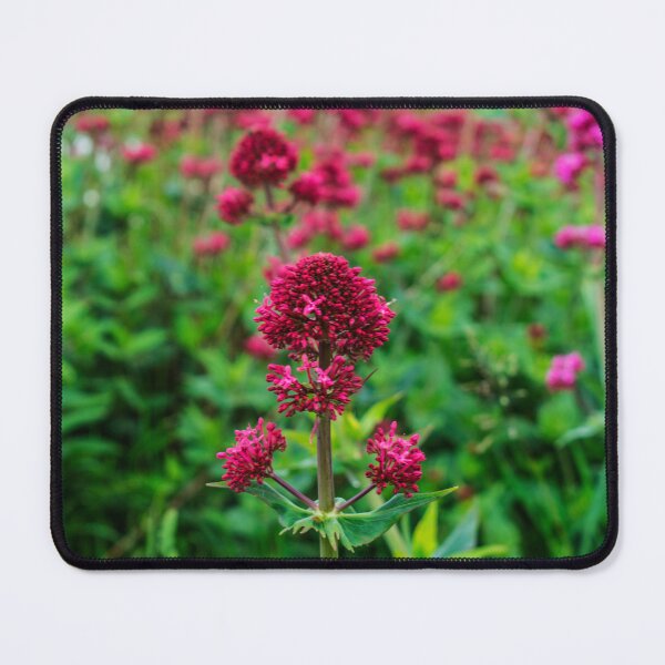 Item preview, Field of Red Valerian Flowers Leaves Photography designed and sold by ThePhotograph03.