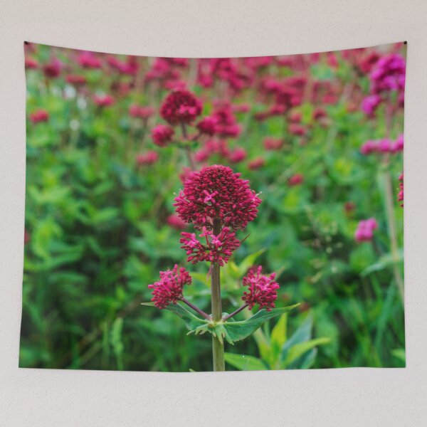 Item preview, Field of Red Valerian Flowers Leaves Photography designed and sold by ThePhotograph03.