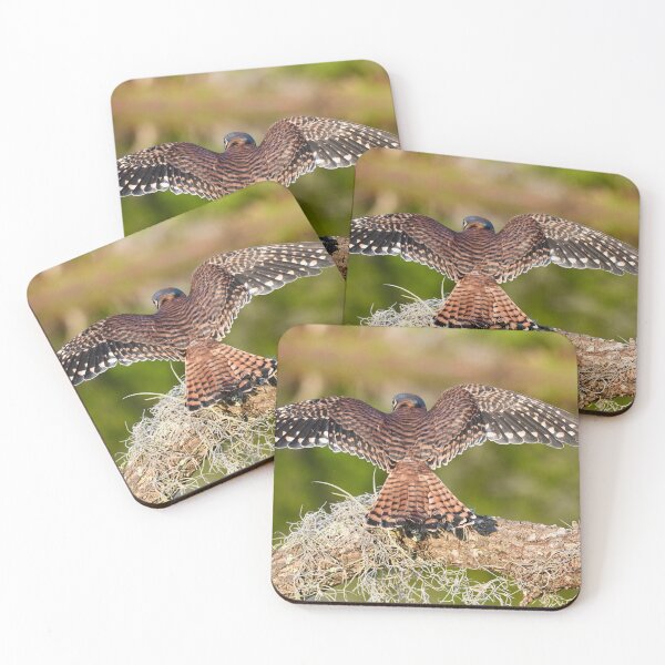 Item preview, American Kestrel Spreading Its Wings designed and sold by richardbryce.