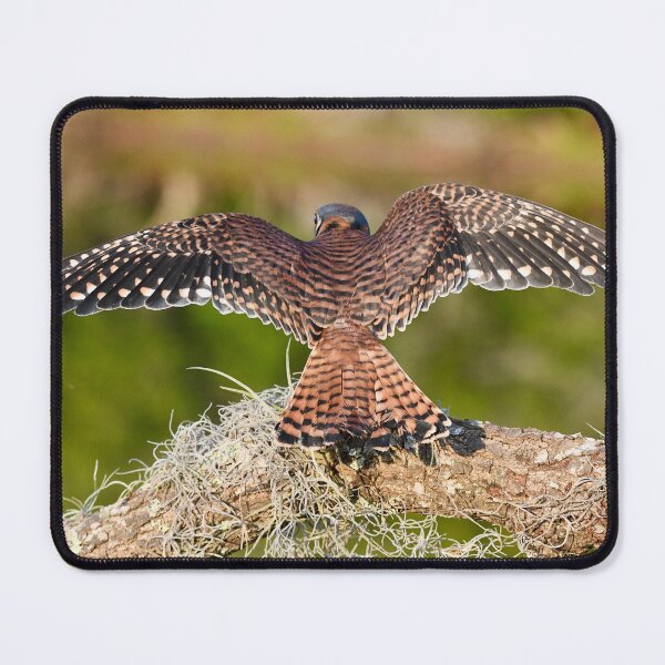 Item preview, American Kestrel Spreading Its Wings designed and sold by richardbryce.