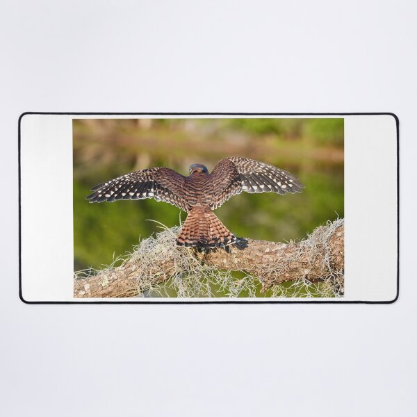 Item preview, American Kestrel Spreading Its Wings designed and sold by richardbryce.