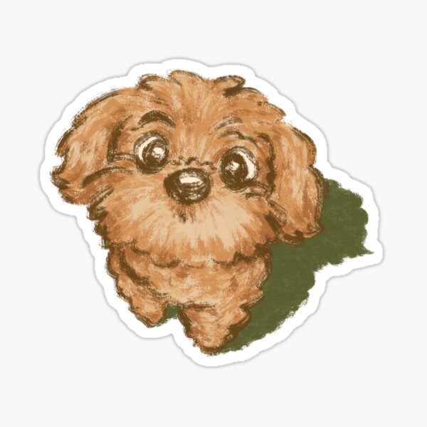 Toy poodle looking up Sticker