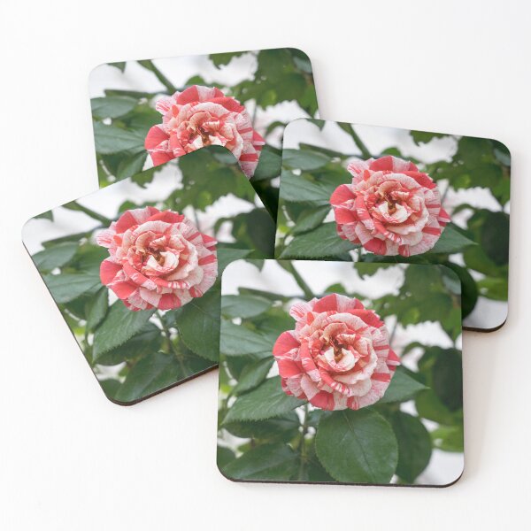 Item preview, Candy Cane Rose - Unconventional Variegated Bloom to Delight You designed and sold by Georgia Mizuleva.