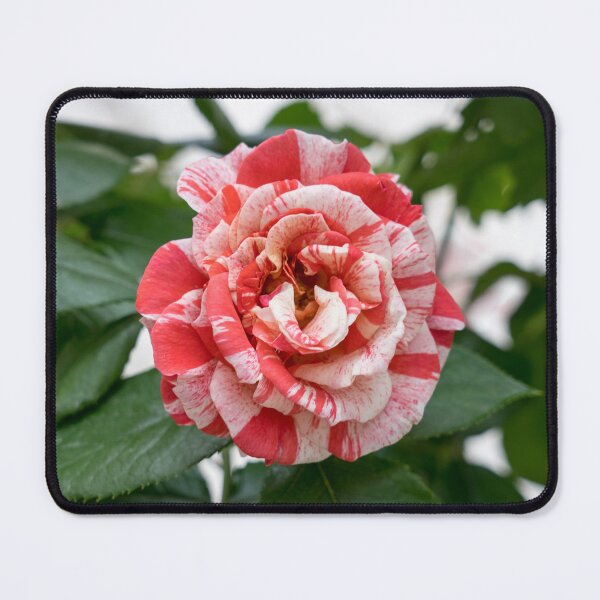 Item preview, Candy Cane Rose - Unconventional Variegated Bloom to Delight You designed and sold by Georgia Mizuleva.