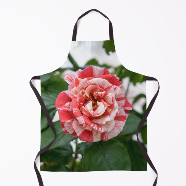 Item preview, Candy Cane Rose - Unconventional Variegated Bloom to Delight You designed and sold by Georgia Mizuleva.