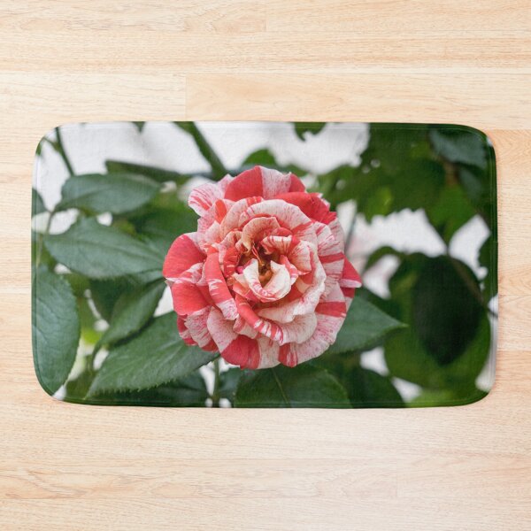 Item preview, Candy Cane Rose - Unconventional Variegated Bloom to Delight You designed and sold by Georgia Mizuleva.