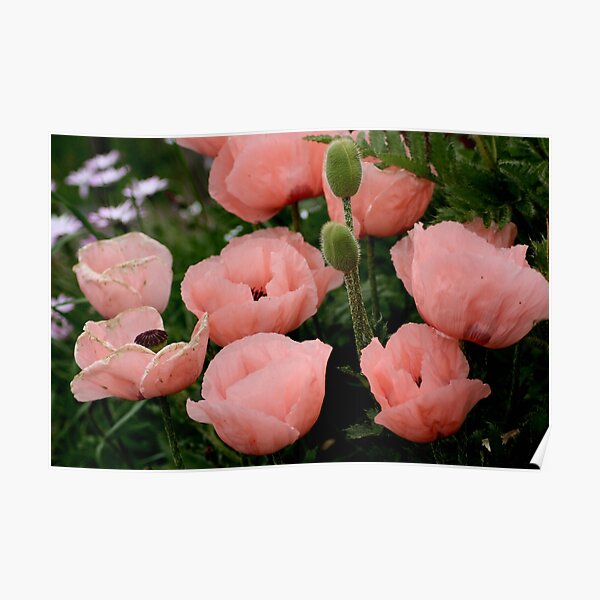 Pink Poppies, pink, poppy, flowers, cards, gifts, Xmas gifts, pretty, presents, bags, dresses, leggings, phone case, stationery Poster