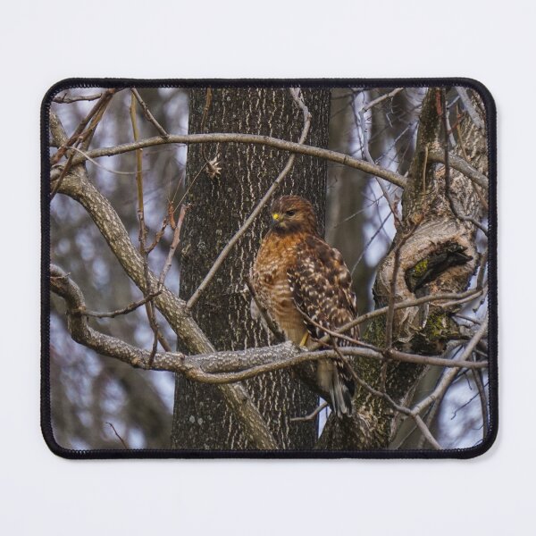 Item preview, Hawk in the Trees  designed and sold by TheeForestFox Shop.